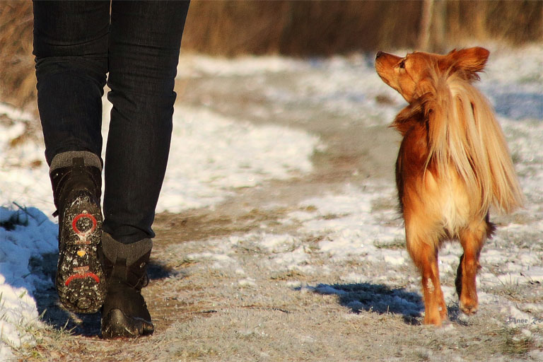 Einzelunterricht Hundeschule Markkleeberg