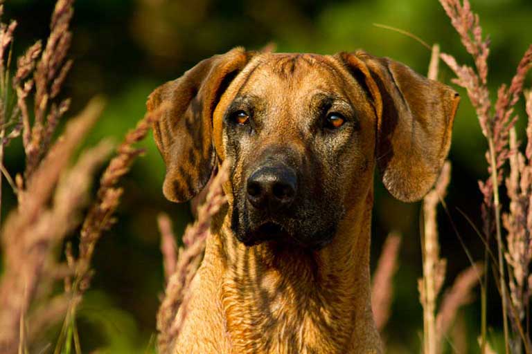 Angebote Hundeschule Markkleeberg